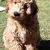 We are premium labradoodle breeders in california located on the central coast in atascadero. 1