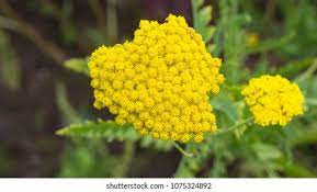 Fernleaf Yarrow High Res Stock Images Shutterstock