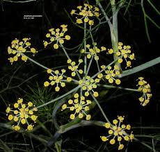 Image result for Anethum