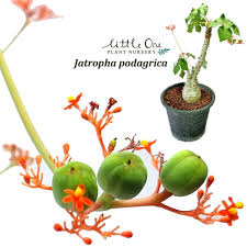 Image result for Jatropha podagrica