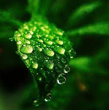Amazing Water Macro Photography Macro Photography Macro Photography Water Water Photography