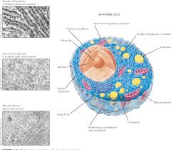 Map google location map maps. Figure 1 21 From Essential Question 1 1 What Are The Distinctive Properties Of Living Systems Semantic Scholar