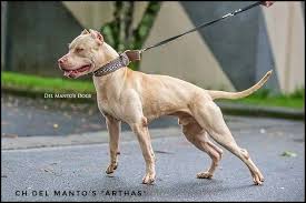 Pin On American Pit Bull Terrier Apbt Game Dog Working Pitbull Conditioned Apbt Pitbull Bull Dogs Pitbull Dog Red Nose Adba
