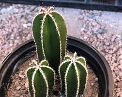 Image result for Lophocereus marginatus