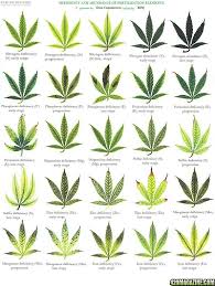Cannabis Deficiency And Abundance Chart Cannabis Infirmary