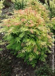 Image result for Sorbaria