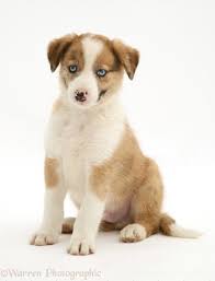 Great bloodlines and wonderful temperments. Dog Blue Eyed Red Merle Border Collie Puppy Photo Wp34958