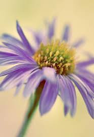 Maybe you would like to learn more about one of these? Flower Meanings 9 Summer Flowers What They Symbolize