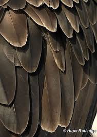 Where can i find photos of eagle feather? Pin By Kin Folkz On Forgotten Spring Locations Bald Eagle Feather Eagle Feathers Bald Eagle