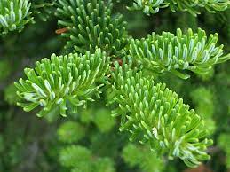 We did not find results for: Spruced Christmas Trees
