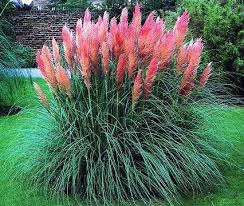 De Cortaderia Sel Rose Of In Het Nederlands Ook Wel Pampasgras Genoemd Is Een Pluimachtige Grassoort Die Een Hoogte Tot Wel 20 Tuin Ideeen Tuin Tuin Grassen