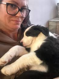 Life with BorderCollie