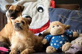 Why buy a brussels griffon puppy for sale if you can adopt and save a life? Cute Canines Bonded Pair Of Brussels Griffon Puppies Are Available For Adoption Georgia Straight Vancouver S News Entertainment Weekly