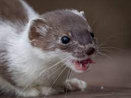 Show me a picture of a weasel. Alaska Magazine Close Encounters With Alaska Weasels