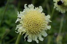 Image result for Cephalaria