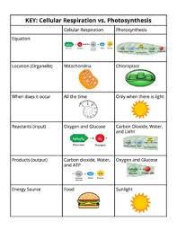 Cellular Respiration Vs Photosynthesis Cut And Paste Chart