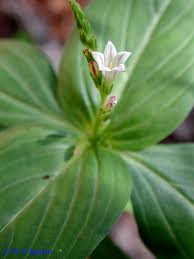 Image result for Spigelia anthelmia