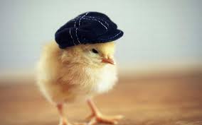 Cute Chicken Wallpapers Top Free Cute Chicken Backgrounds Wallpaperaccess Search for cute chickens pictures, lovepik.com offers 152437 all free stock images, which updates 100 free pictures daily to make your work professional and easy. cute chicken wallpapers top free cute