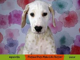 Healthy and beautiful puppies available. Dalmatian Puppies Petland Aurora
