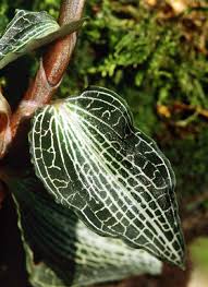 Image result for Eggelingia clavata