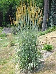 Indian Grass Grows 5 7 Tall Native To Wisconsin Prairie Garden Grasses Landscaping Native Plants