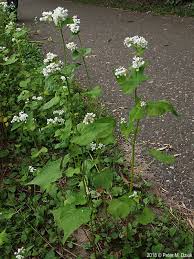 Image result for Fagopyrum esculentum