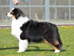 Australian shepherd puppy for sale near ohio, camden, usa. Australian Shepherd Australian Shepherd