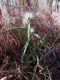 Image result for Macledium sessiliflorum