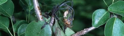 For the backyard fruit grower. Fire Blight Pear Agriculture Pest Management Guidelines Uc Statewide Ipm Program Uc Ipm