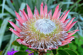 Image result for Protea enervis