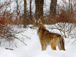 Red Wolf Red Wolf Wolf Pictures Big Animals