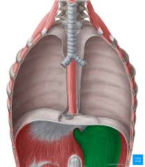 Ap 223 chapter 7 review question at university of nevada. Which Organ Sits In The V Part Of The Ribs Location Of The Liver Hepatitis C Trust The Main Bones Of The Fore And Hind Limbs