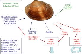 We did not find results for: Goods And Services Of Extensive Aquaculture Shellfish Culture And Nutrient Trading Springerlink