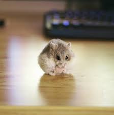 Epingle Par Paola Passos Sur Animais Fofos Hamsters Nains Hamsters Animaux