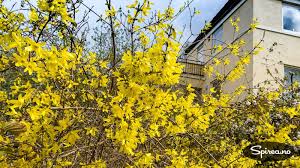 Gullbusk Forsythia Busk Tidlig Pa Varen Gjerne Allerede I April Lyser Gullbuskene Opp I Hagene Nar Ingen Ting Annet Blomstrer Blomstring Busker Hage