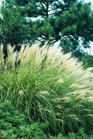 Image result for Miscanthus sinensis
