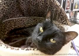 In these situations, it may be necessary for you to consider having your pet euthanized in order to spare it. My Cat Won T Eat And My Vet Says To Euthanize Her Why Paws And Effect