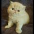 Pre-Loved Persian Kittens For Sale Doll Face Persian ...