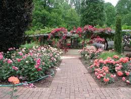 Tinggal tata potnya, sudah deh beres~. Menanam Dan Menata Bunga Mawar Di Kebun Alicia Florist Lampung