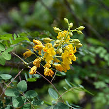 Image result for Erythrostemon