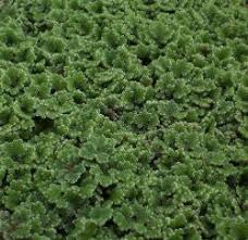 Image result for Azolla