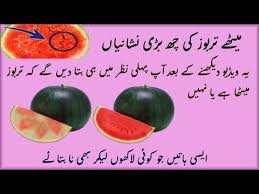 Pick the sweetest and ripest. How To Identify Red And Sweet Watermelon Surakh Or Meethay Tarbooz Ki Pehchan Ka Tareeqa Urdu Hindi Youtube Sweet Watermelon Watermelon Hindi