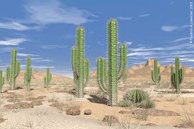 Succulents and cactus plants for sale, many types to choose from, all 100mm pot size are only $4 per pot. Cacti In The Desert Cactus Desert Animals Desert Cactus
