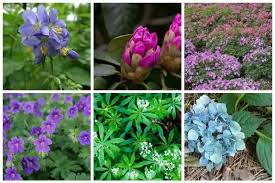 What trees do well in full sun. 9 Gorgeous Plants That Grow Well Under Pine Trees