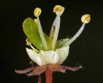 Image result for Persicaria hystricula