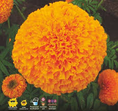 Ini jadi peluang usaha baru bagi agen bibit cap panah merah guna meningkat omzet penjualan. Benih Bunga Marigold Maharani F1 Isi 100 Biji Cap Panah Merah Terbaru Agustus 2021 Harga Murah Kualitas Terjamin Blibli