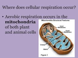 Mitochondria are the sites for cellular respiration in cells. Respiration Cellular Cellular Respiration Purpose Process That Releases Energy By Breaking Down Glucose And Other Foods In The Presence Of Oxygen Ppt Download