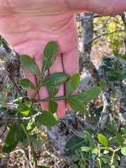 Image result for Schrebera