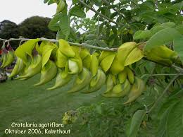 Image result for Crotalaria agatiflora