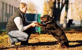 Un agent cynophile de sécurité éduque et dresse un chien pour qu'il l'aide à . Le Metier De Maitre Chien H F Pole Emploi